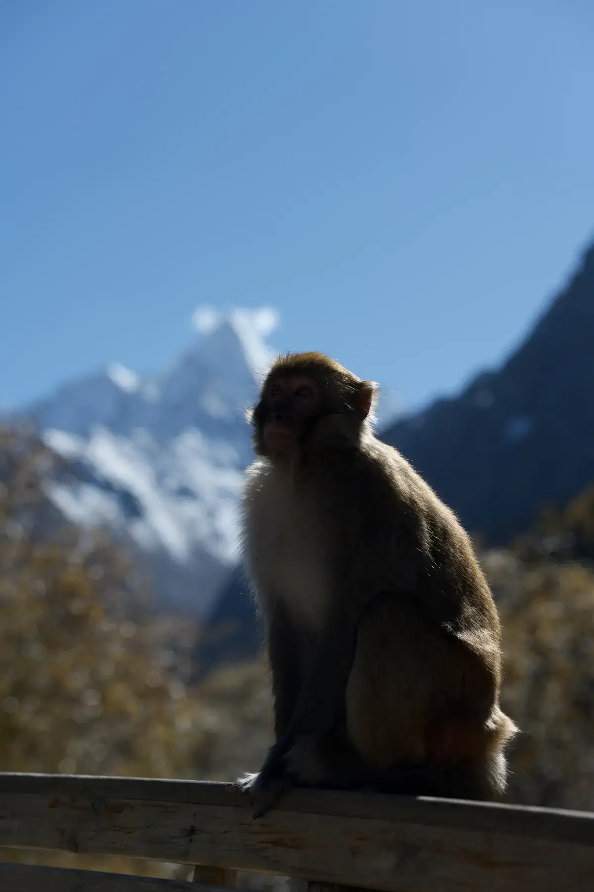 A backlit monkey seated before softly focused snow-covered mountain peaks