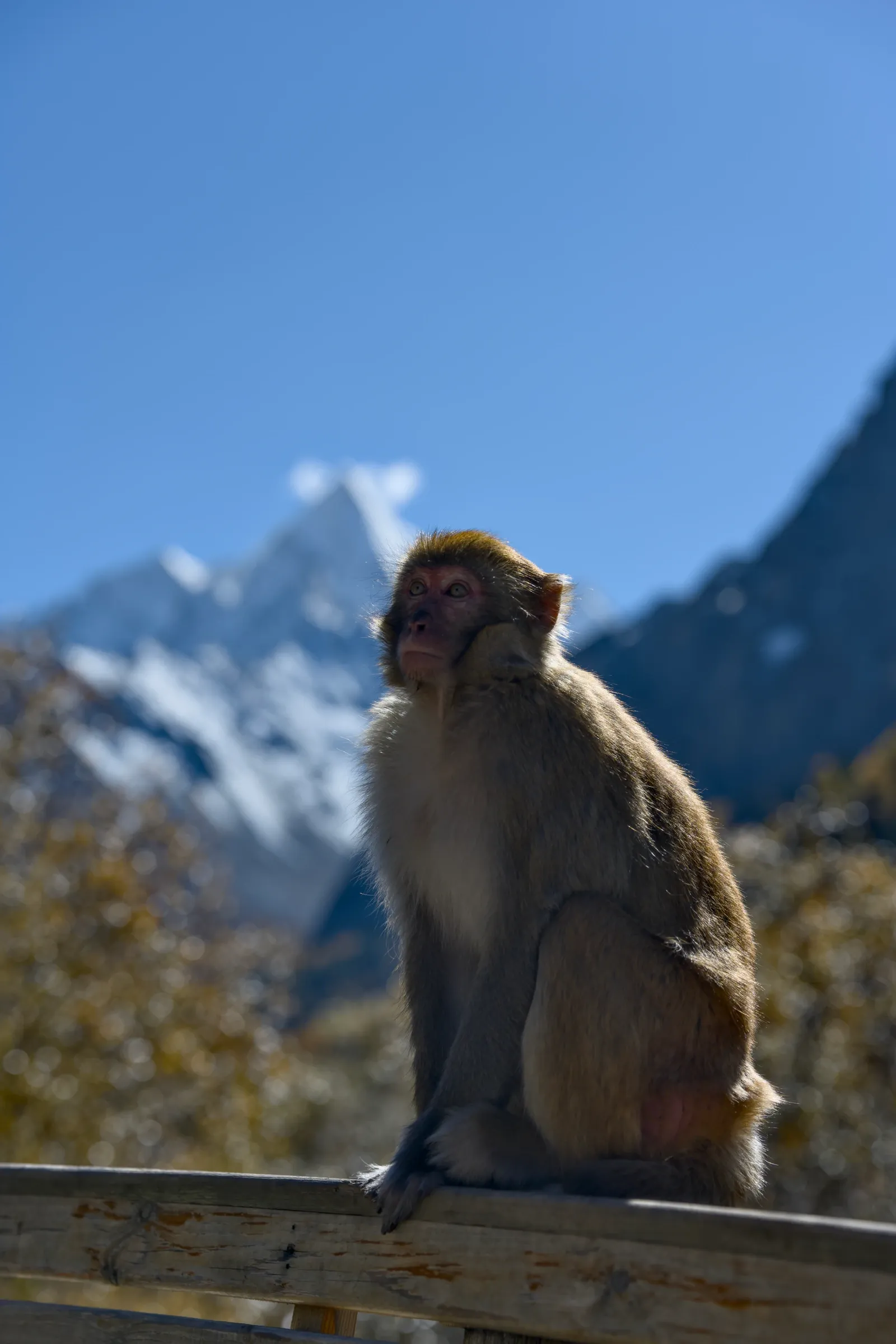 SonyRAWAgent processed photograph of the same monkey against snow-covered mountains