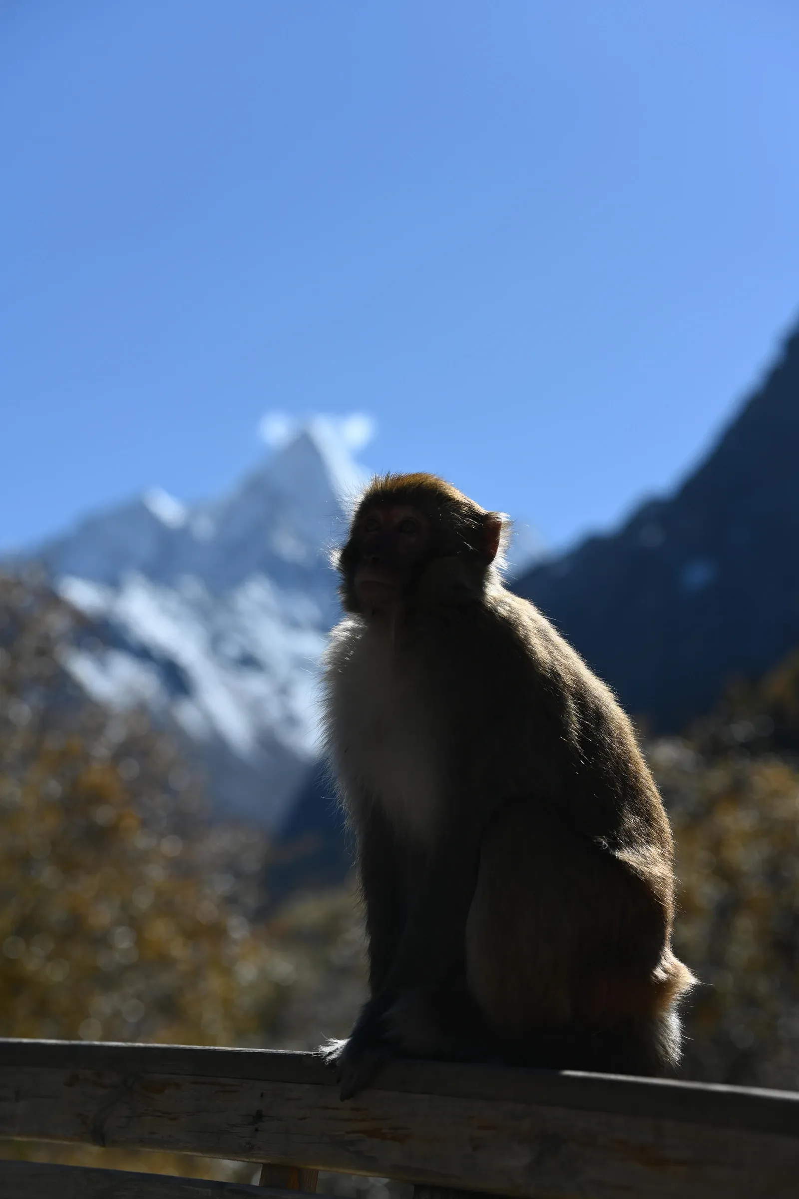 Source photograph of a monkey on a railing with snow-covered mountains behind it